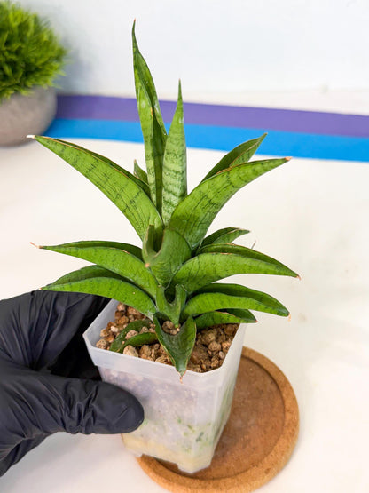 Sansevieria Soursop (ca1) (b) | Rare Import