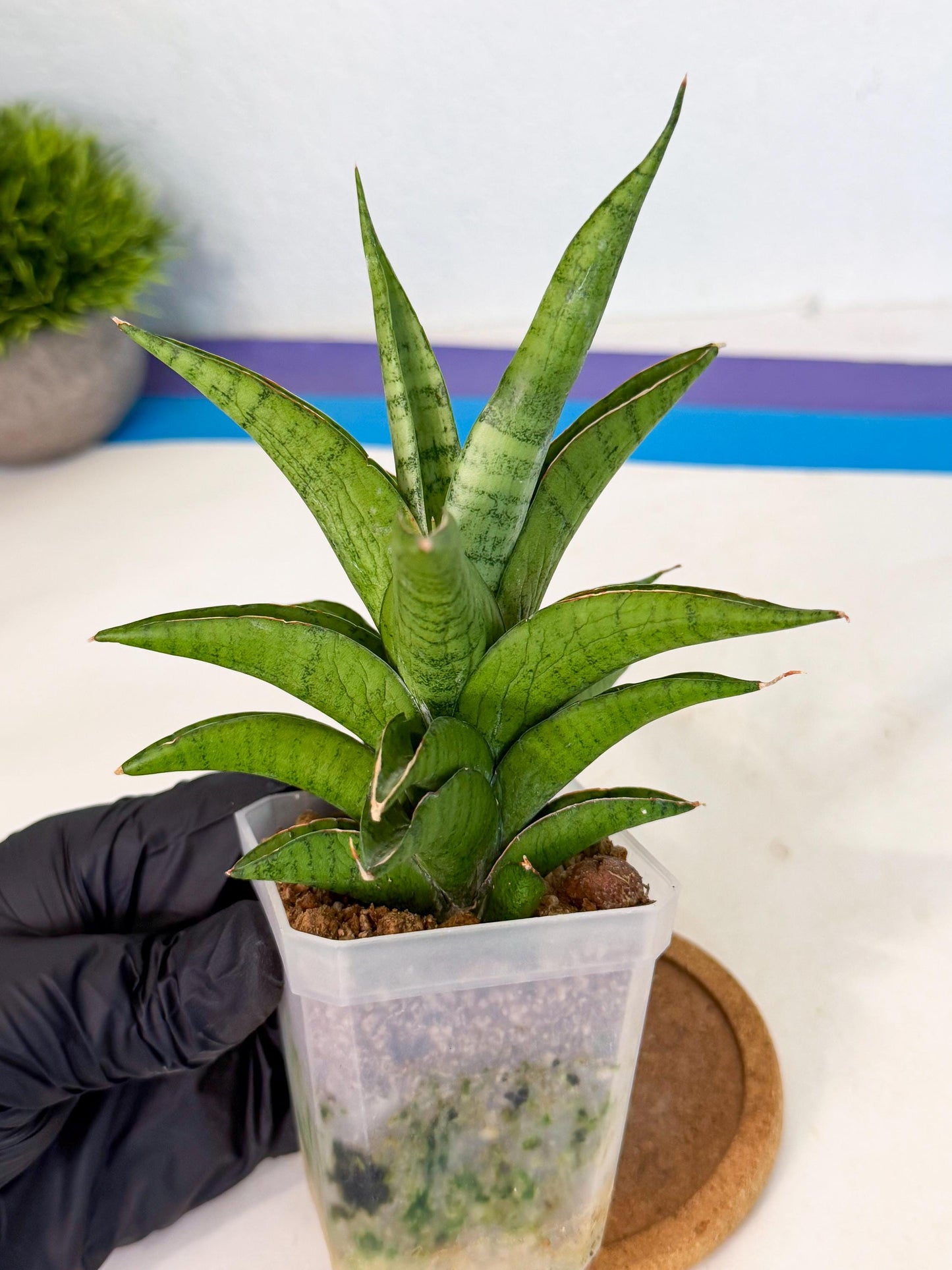 Sansevieria Soursop (ca1) (b) | Rare Import