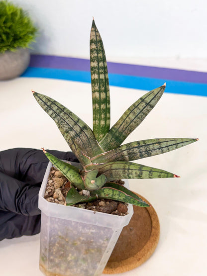 Sansevieria Pink Hand (ca1) (g) | Rare Hybrids