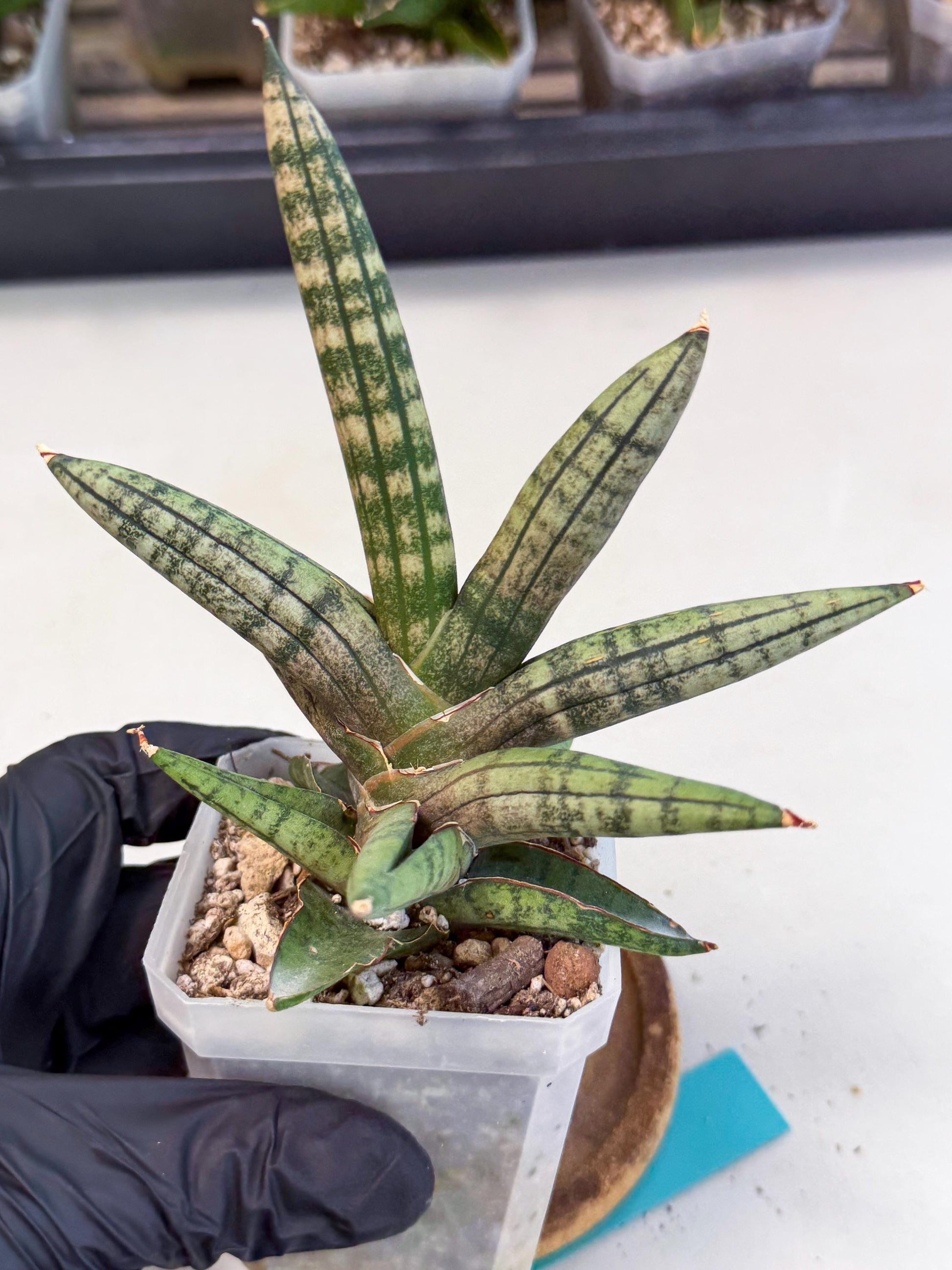 Sansevieria Pink Hand (ca1) (g) | Rare Hybrids