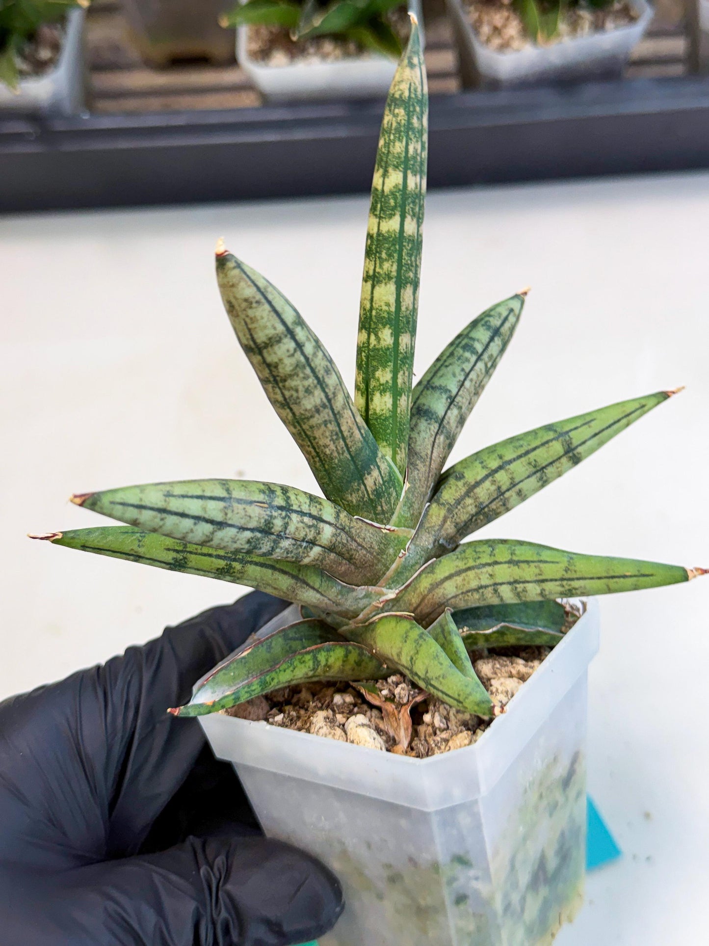 Sansevieria Pink Hand (ca1) (g) | Rare Hybrids