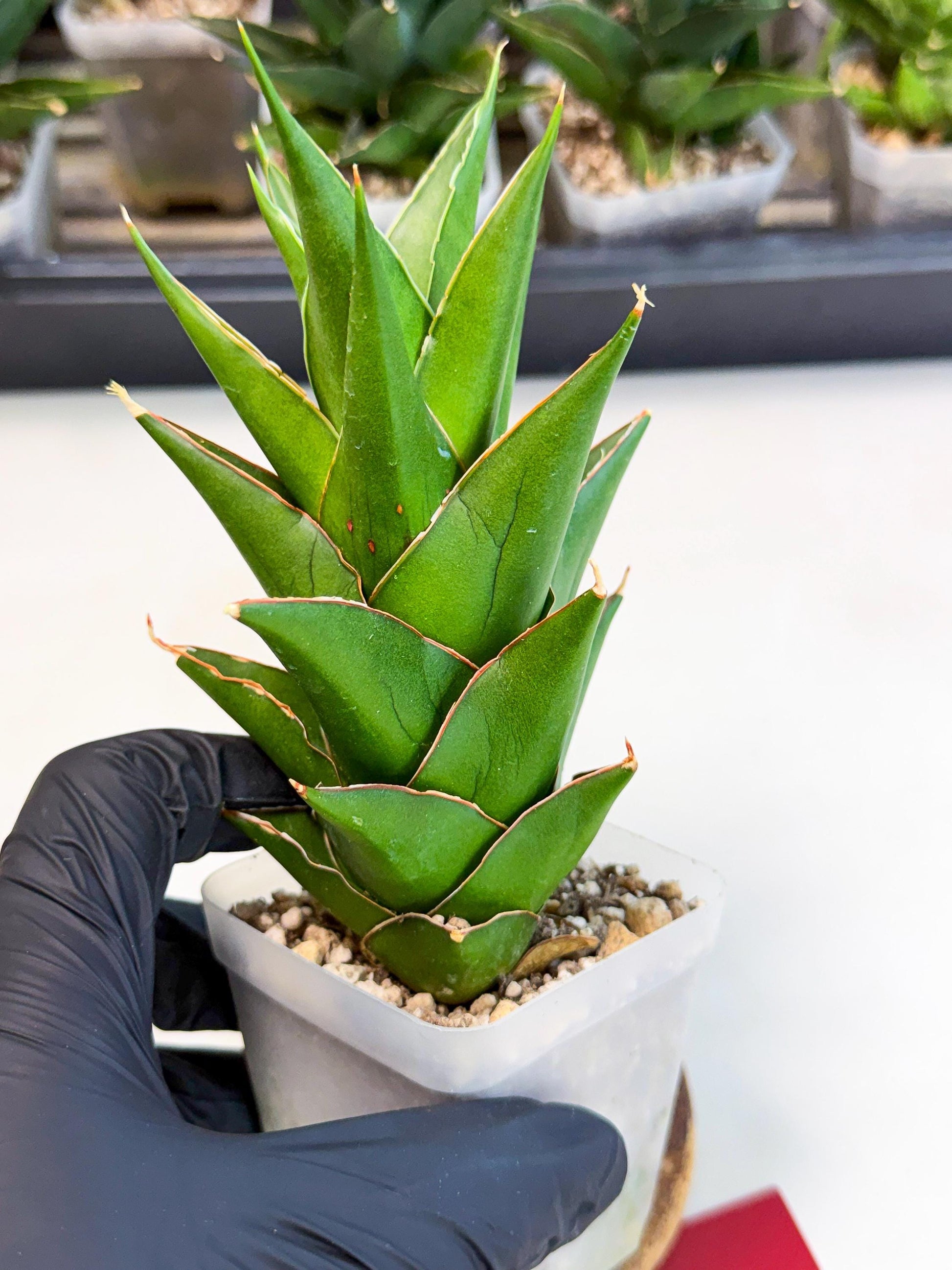 Sansevieria Tower Blue (ca1) (r) | Hybrid