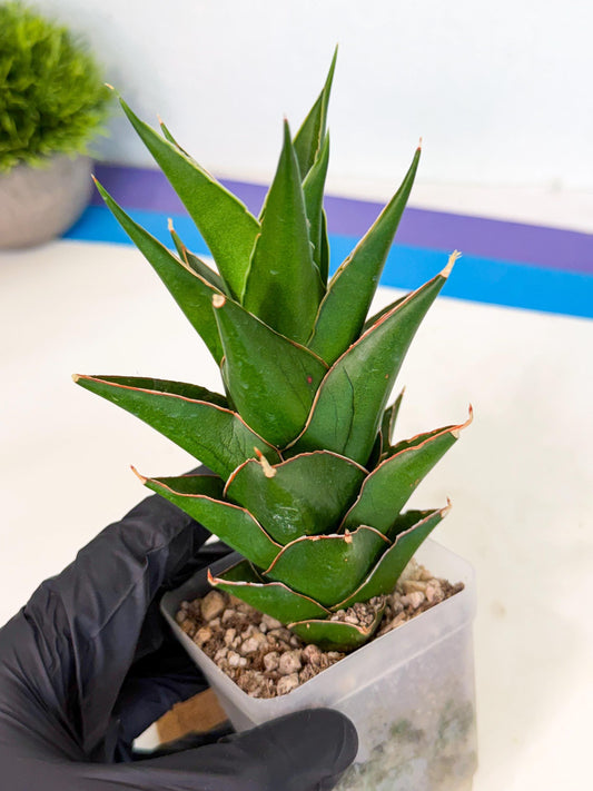 Sansevieria Tower Blue (ca1) (r) | Hybrid