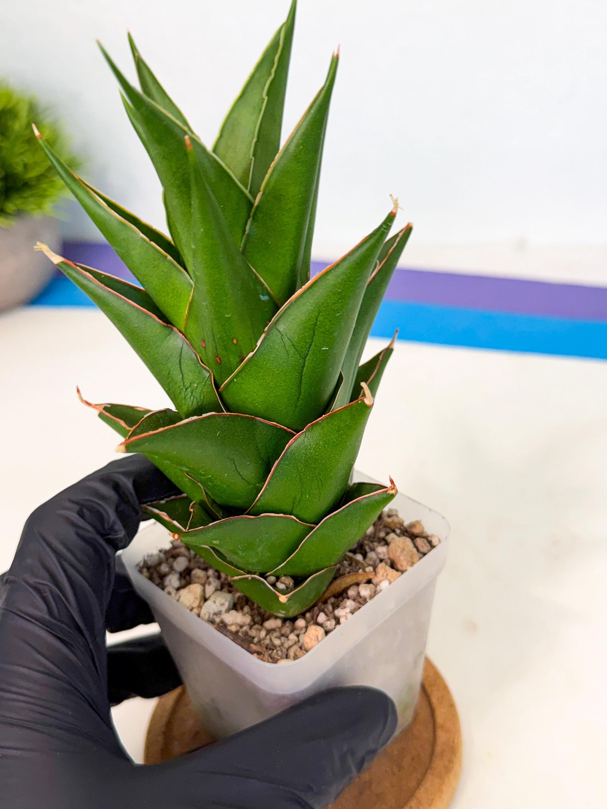 Sansevieria Tower Blue (ca1) (r) | Hybrid