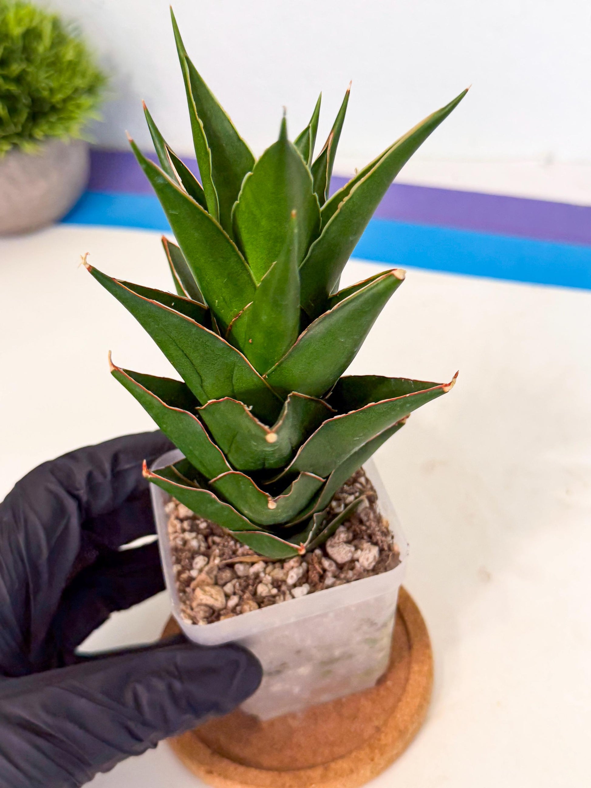 Sansevieria Tower Blue (ca1) (r) | Hybrid