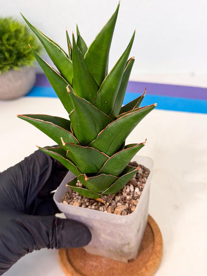 Sansevieria Tower Blue (ca1) (r) | Hybrid