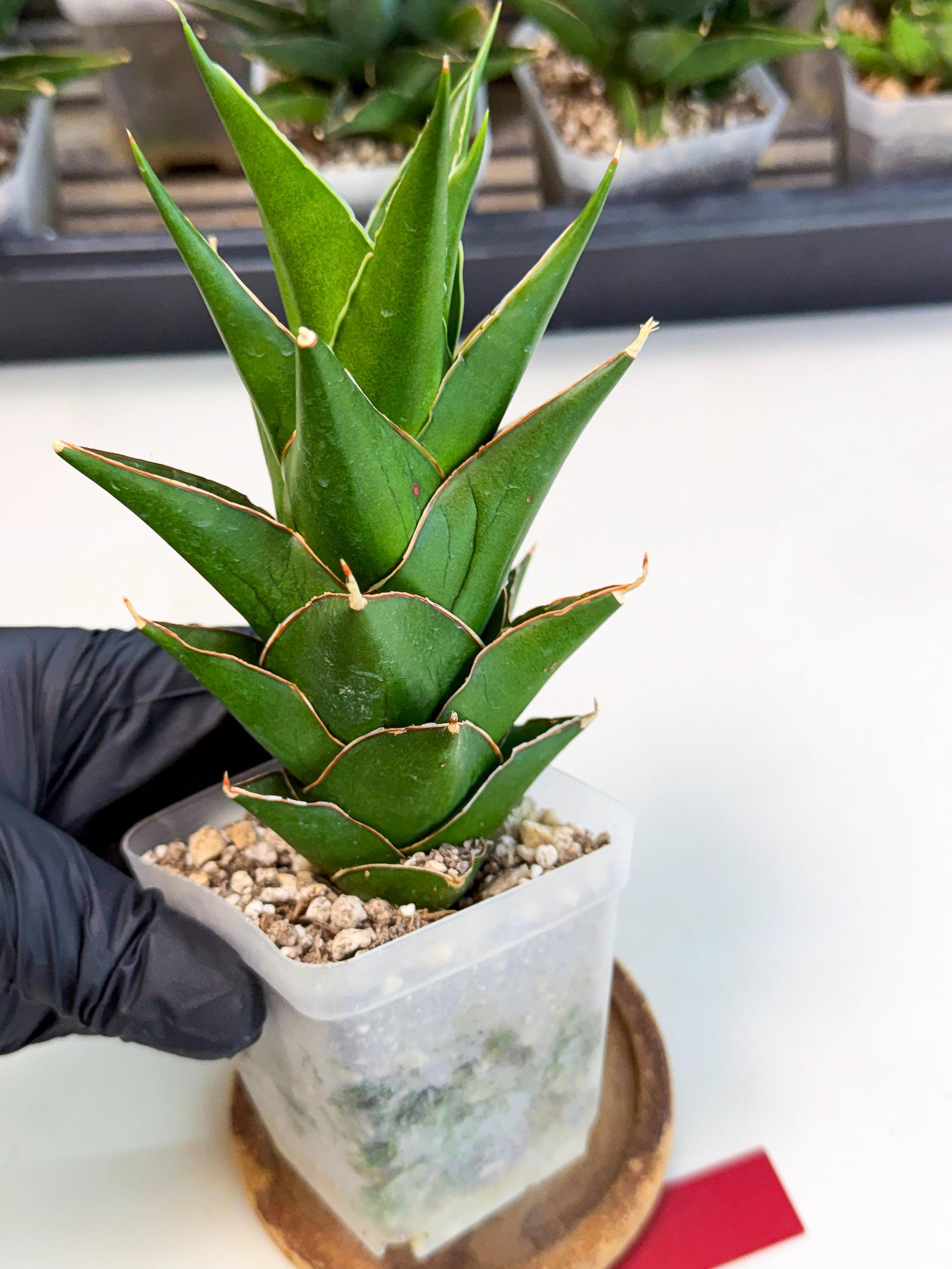 Sansevieria Tower Blue (ca1) (r) | Hybrid