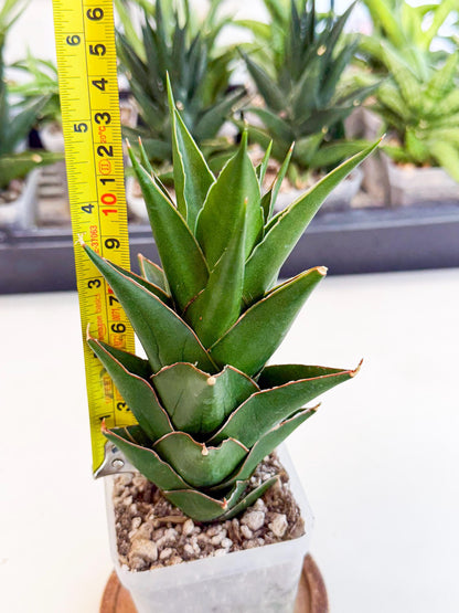 Sansevieria Tower Blue (ca1) (r) | Hybrid