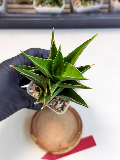 Sansevieria Tower Blue (ca1) (r) | Hybrid