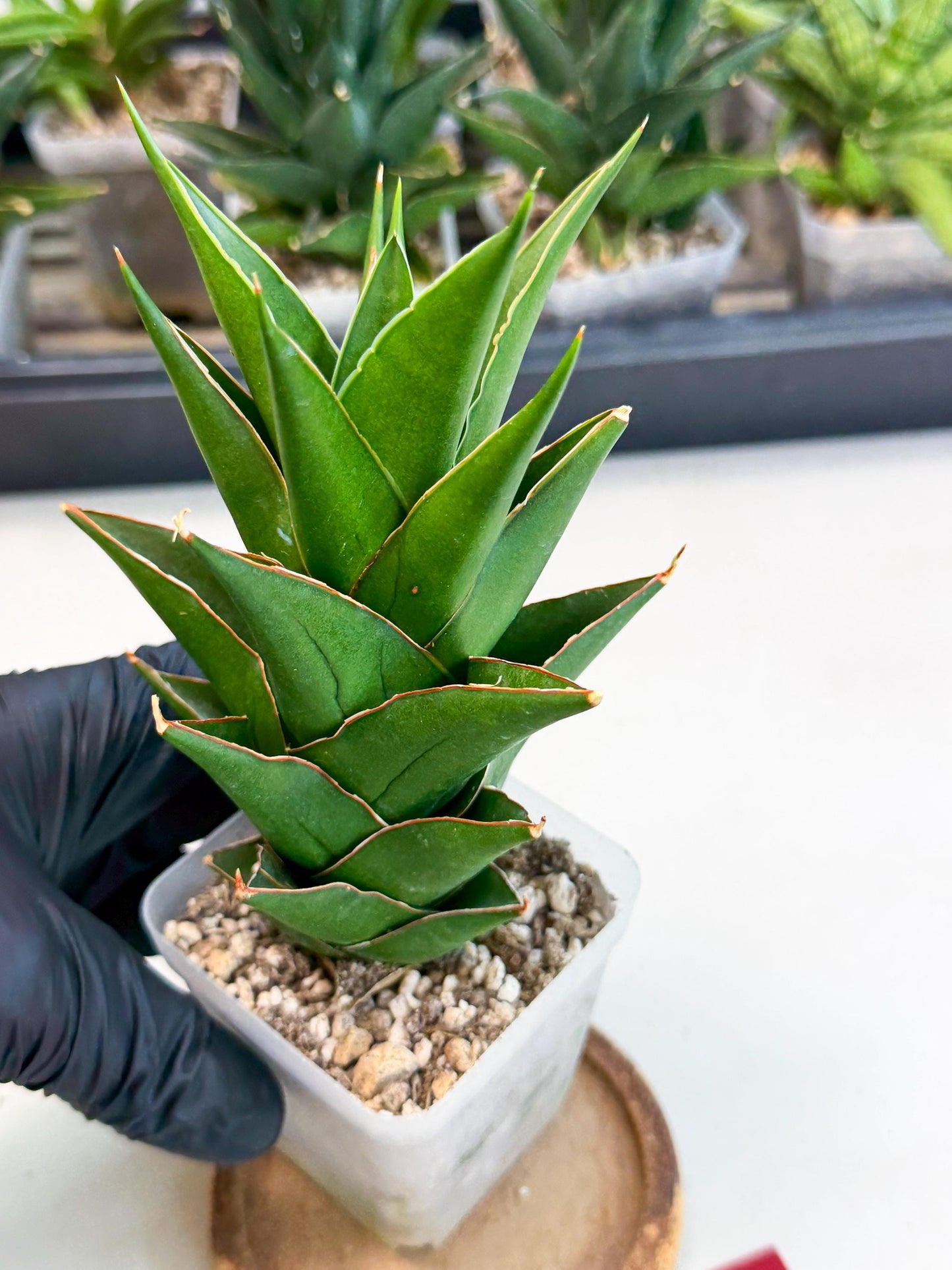 Sansevieria Tower Blue (ca1) (r) | Hybrid