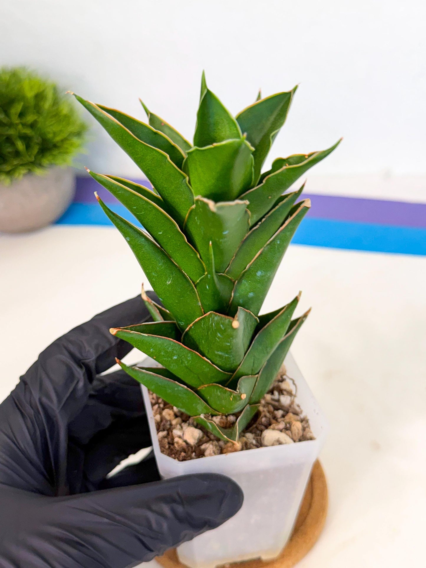 Sansevieria Tower Blue (ca1) (1) | Hybrid