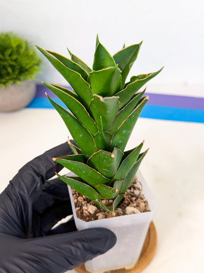 Sansevieria Tower Blue (ca1) (1) | Hybrid