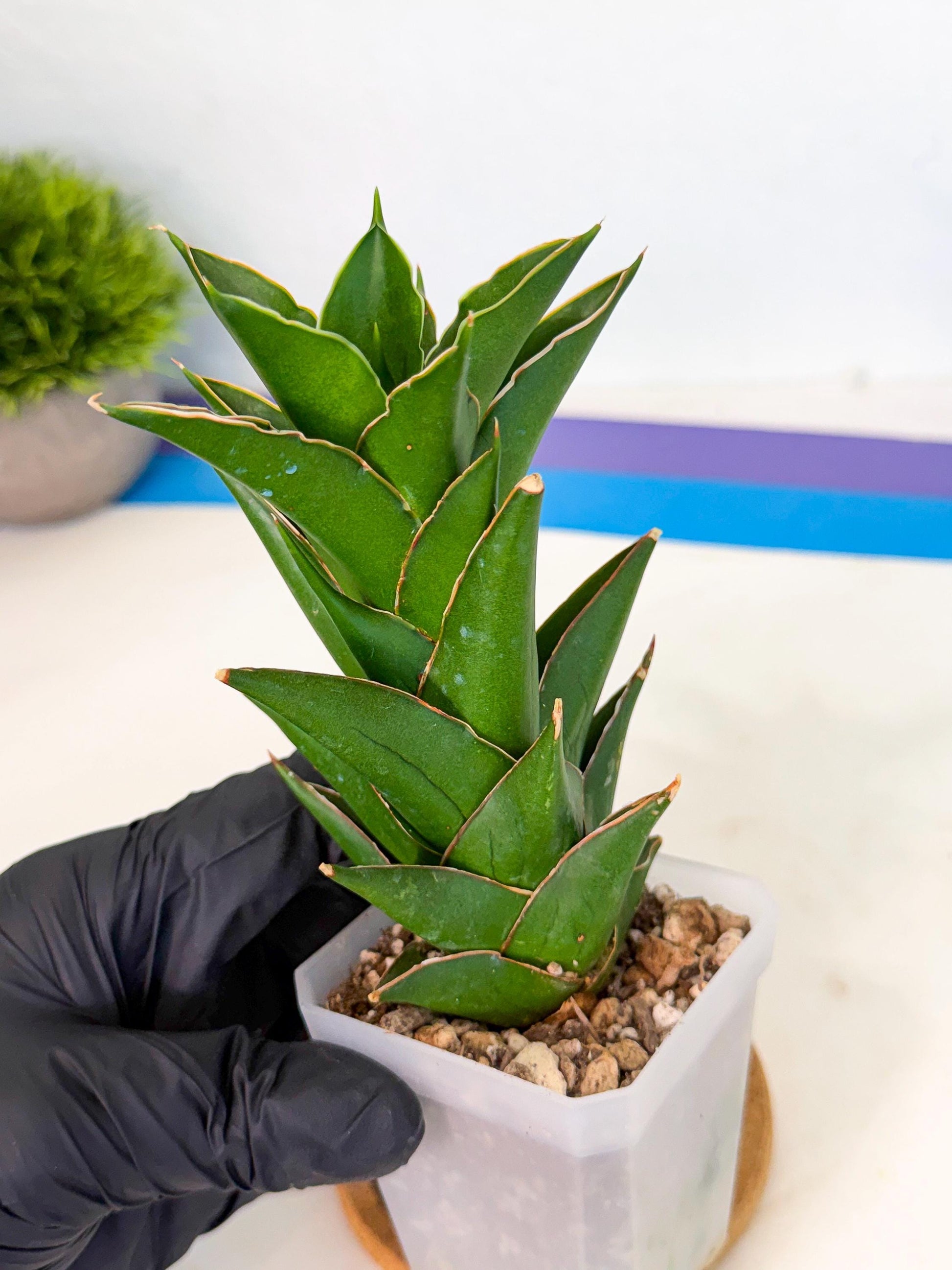 Sansevieria Tower Blue (ca1) (1) | Hybrid
