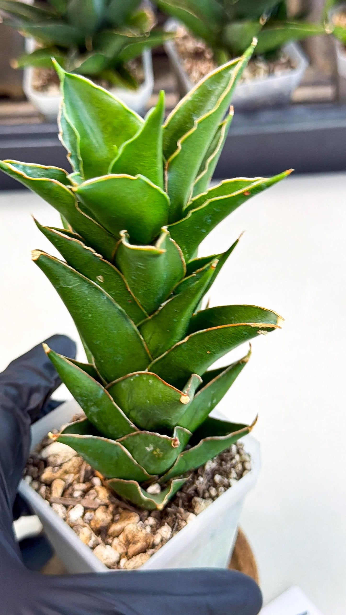 Sansevieria Tower Blue (ca1) (1) | Hybrid