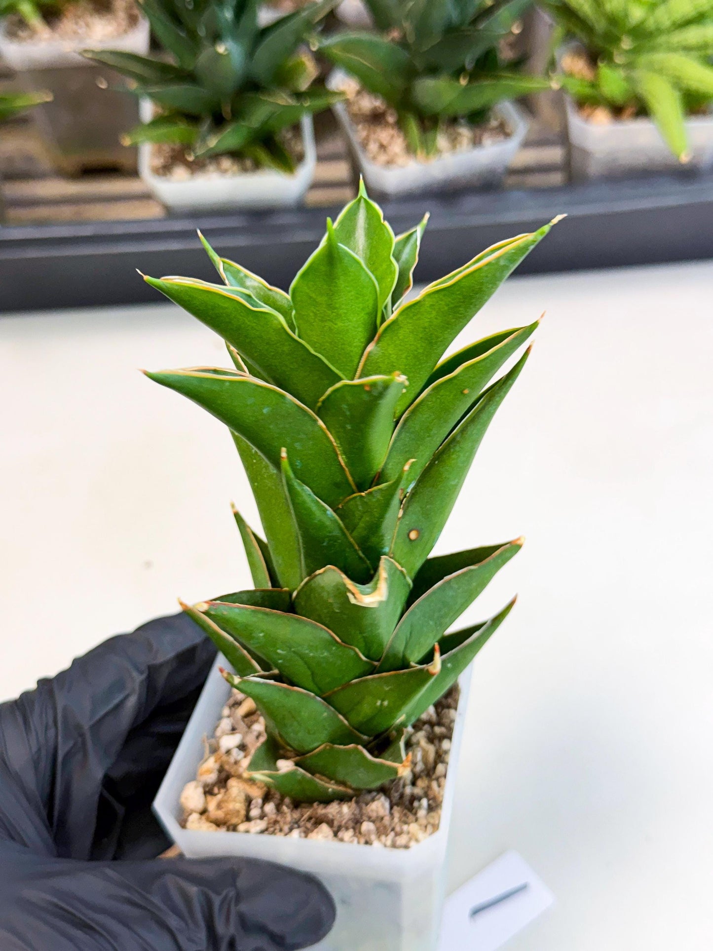 Sansevieria Tower Blue (ca1) (1) | Hybrid