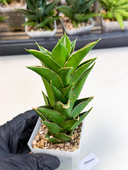 Sansevieria Tower Blue (ca1) (1) | Hybrid