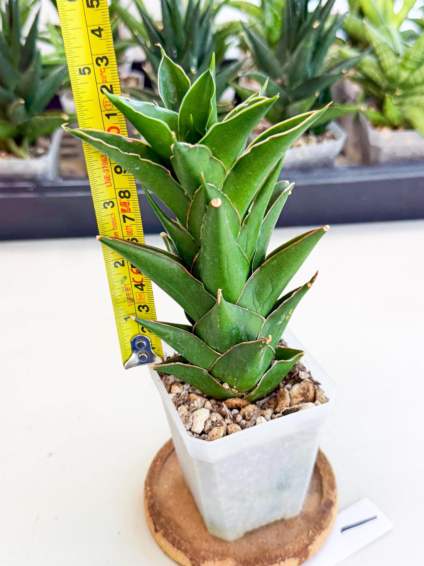 Sansevieria Tower Blue (ca1) (1) | Hybrid