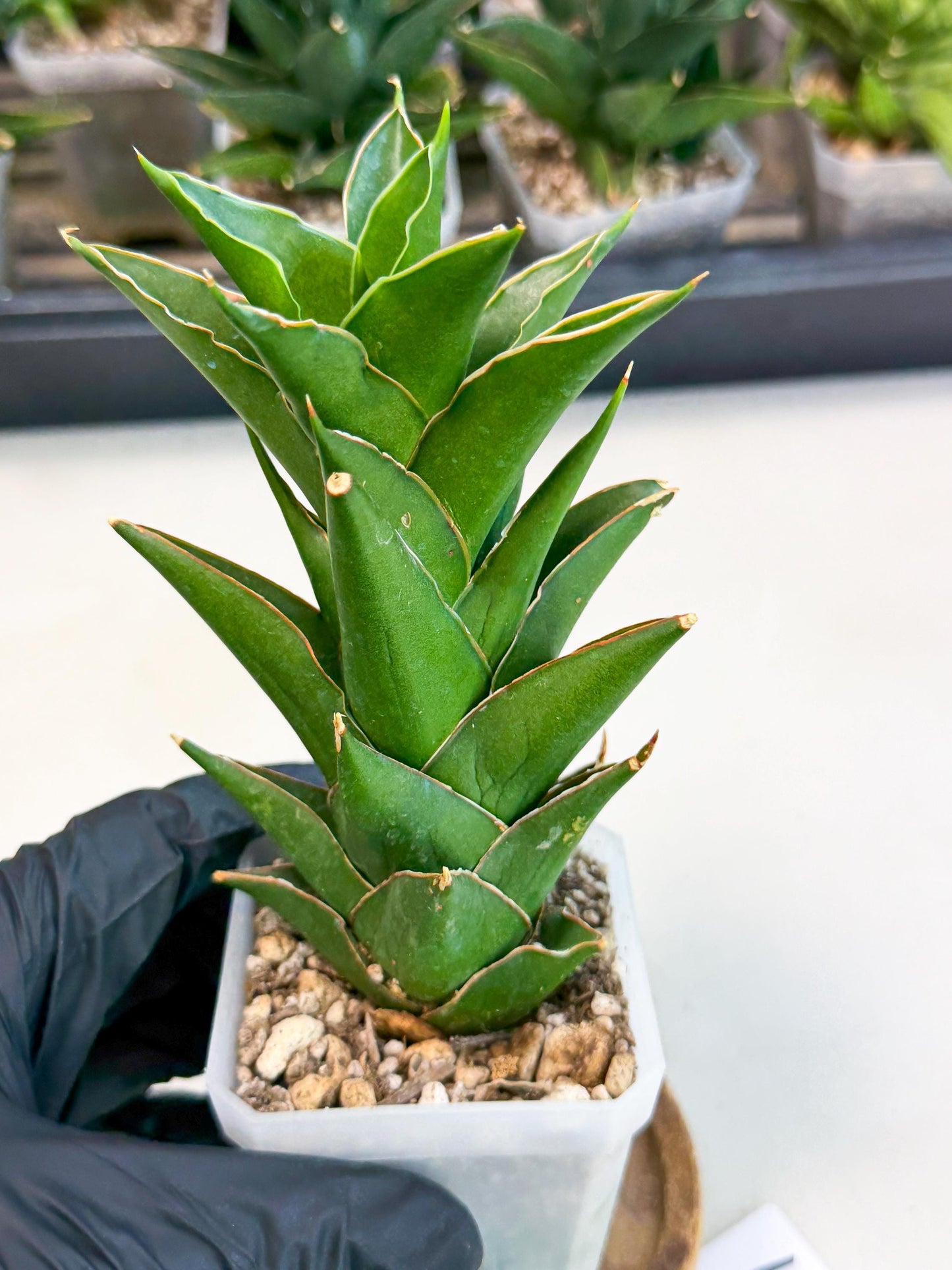 Sansevieria Tower Blue (ca1) (1) | Hybrid