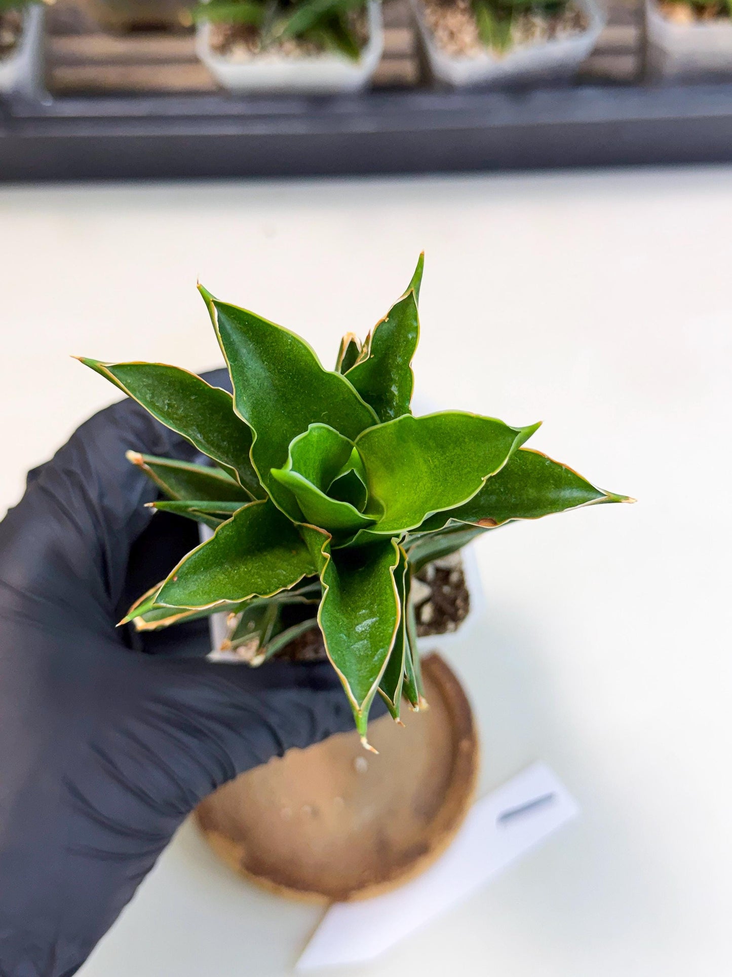 Sansevieria Tower Blue (ca1) (1) | Hybrid