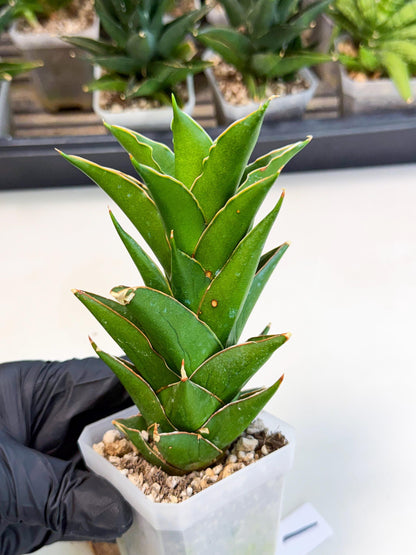 Sansevieria Tower Blue (ca1) (1) | Hybrid