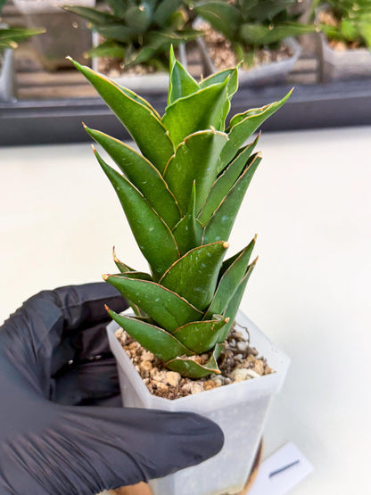 Sansevieria Tower Blue (ca1) (1) | Hybrid