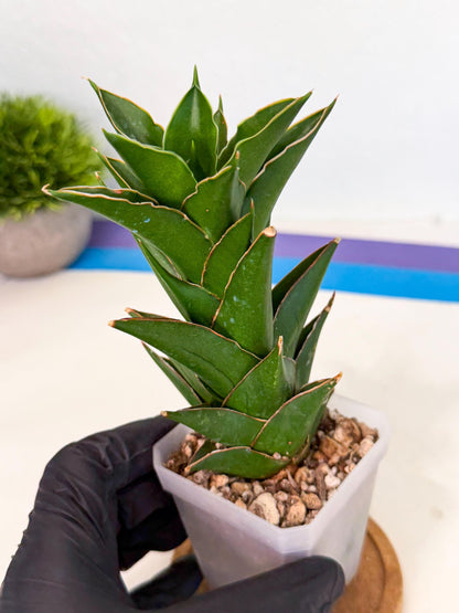 Sansevieria Tower Blue (ca1) (1) | Hybrid