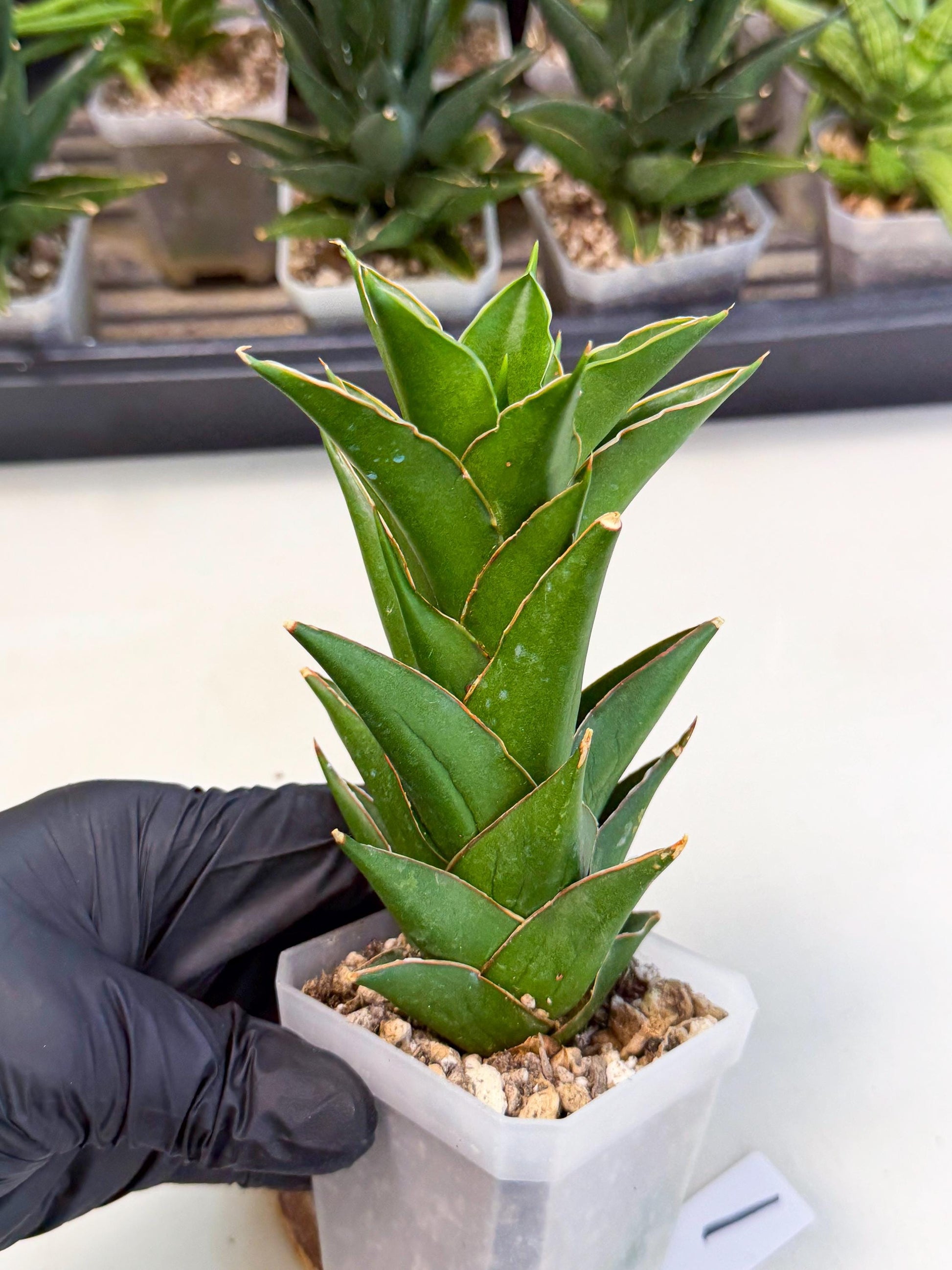 Sansevieria Tower Blue (ca1) (1) | Hybrid