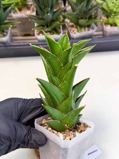 Sansevieria Tower Blue (ca1) (1) | Hybrid