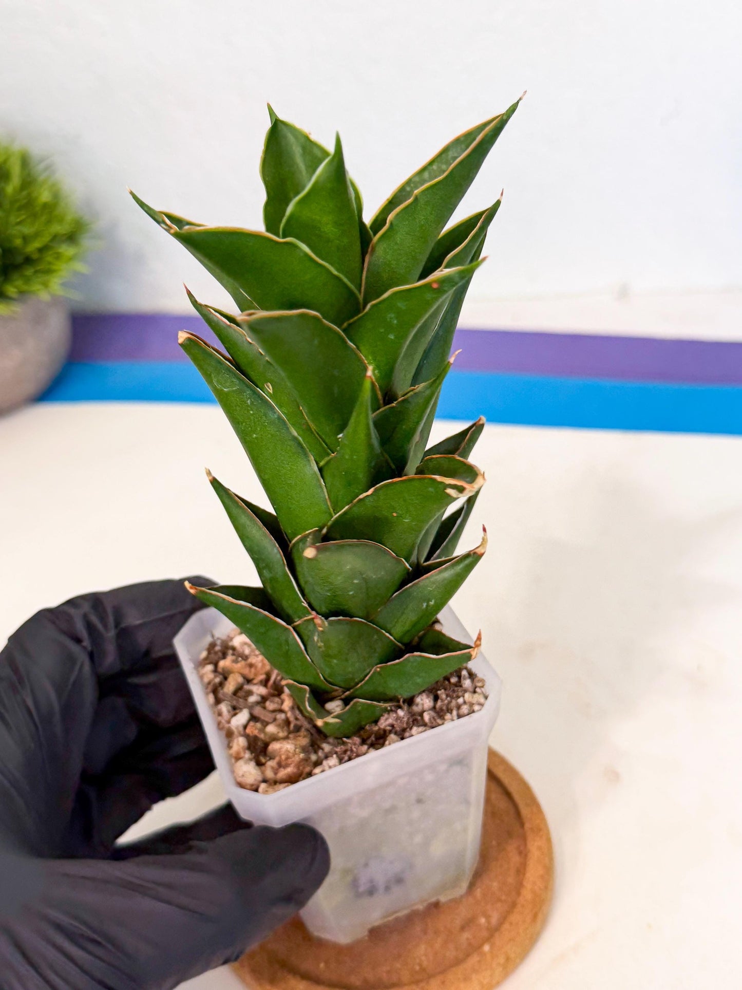 Sansevieria Tower Blue (ca1) (1) | Hybrid