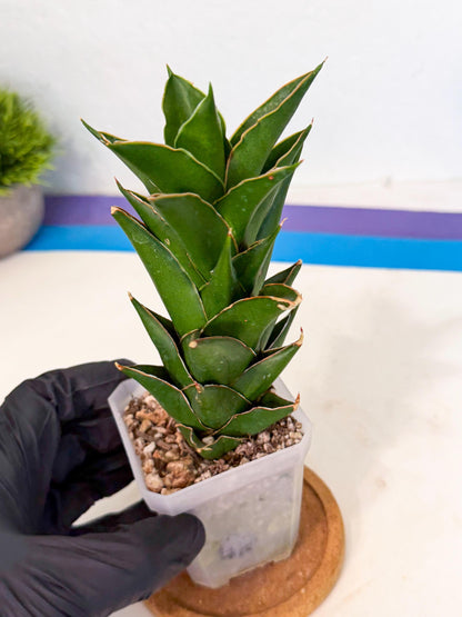 Sansevieria Tower Blue (ca1) (1) | Hybrid