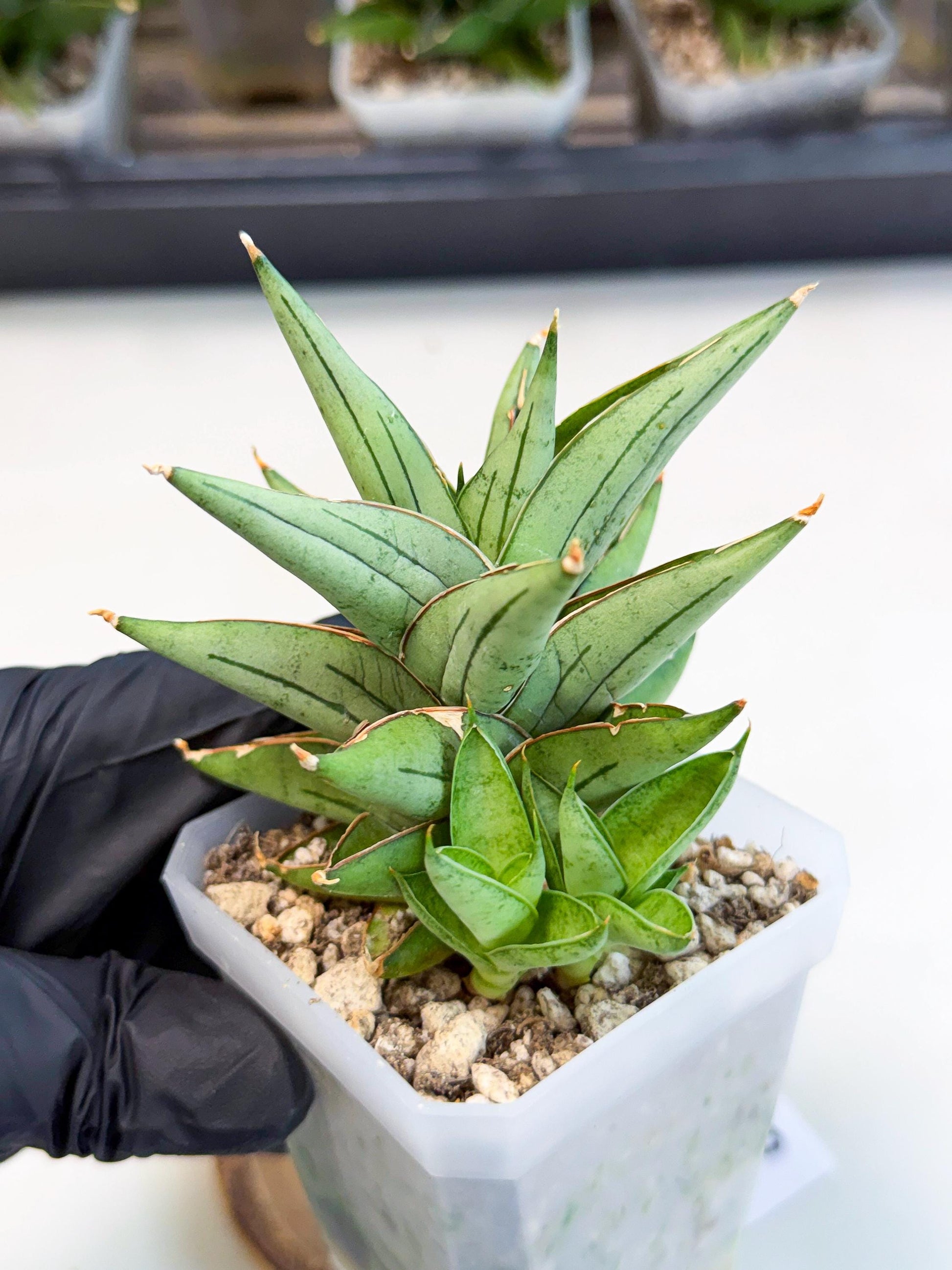 Sansevieria Protron (cj4) (3) | Rare Import