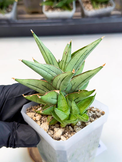 Sansevieria Protron (cj4) (3) | Rare Import