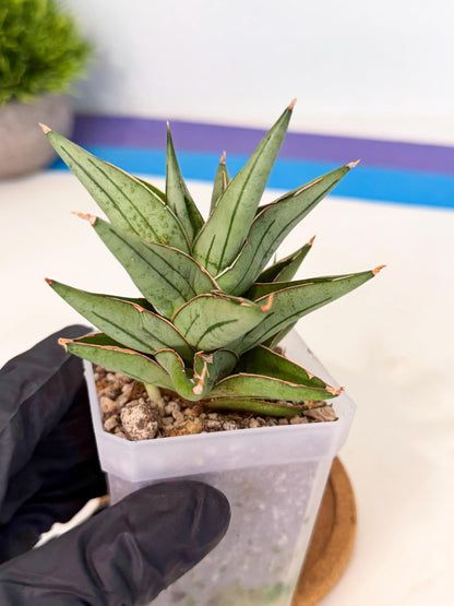 Sansevieria Protron (cj4) (3) | Rare Import