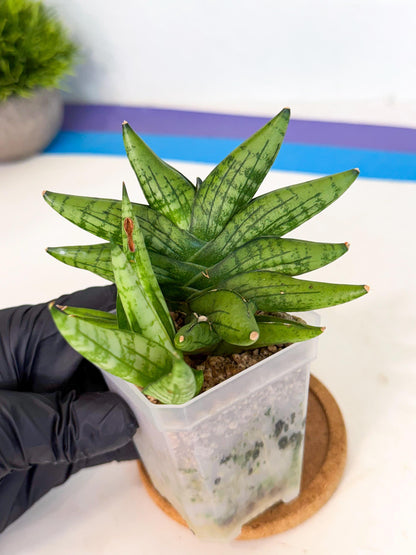 Sansevieria Mini Gold (ca1) (3) | Rare Hybrids