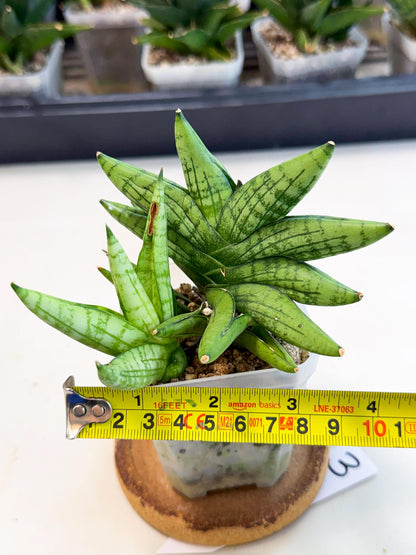 Sansevieria Mini Gold (ca1) (3) | Rare Hybrids