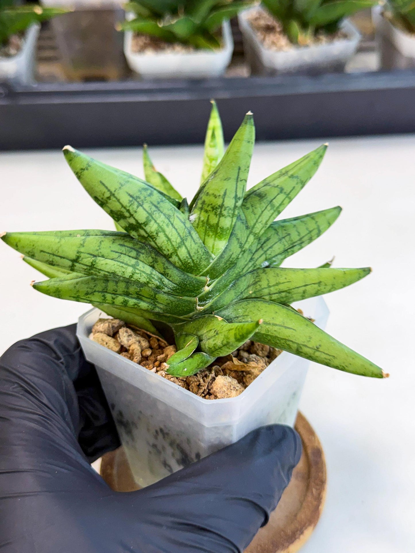Sansevieria Mini Gold (ca1) (3) | Rare Hybrids