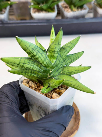 Sansevieria Mini Gold (ca1) (3) | Rare Hybrids