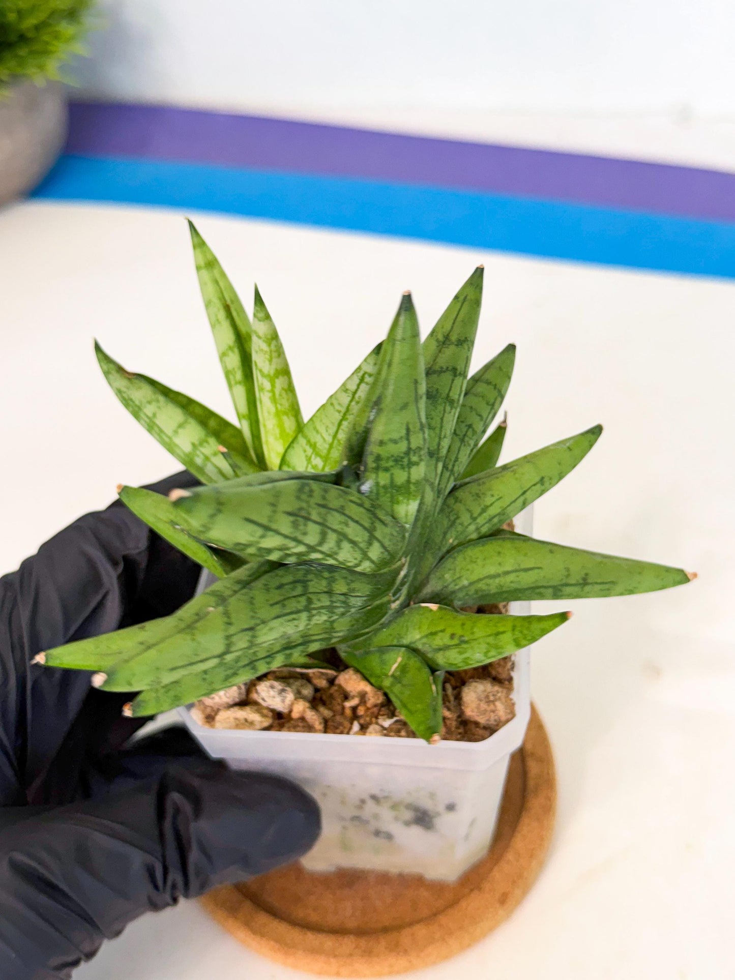 Sansevieria Mini Gold (ca1) (3) | Rare Hybrids