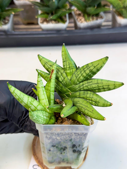 Sansevieria Mini Gold (ca1) (3) | Rare Hybrids