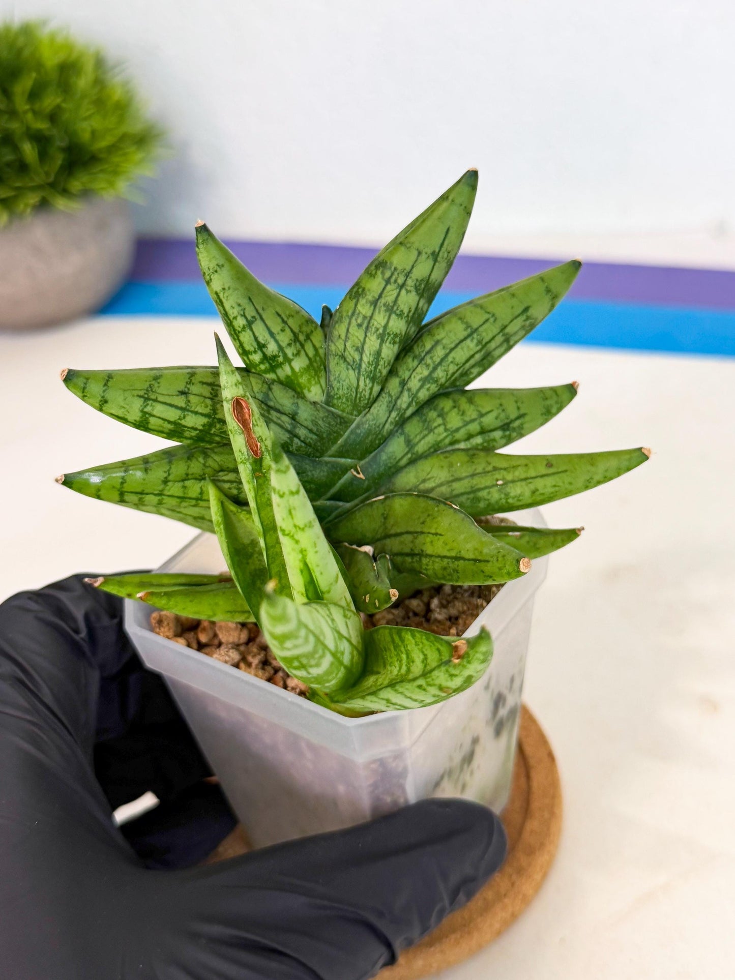Sansevieria Mini Gold (ca1) (3) | Rare Hybrids