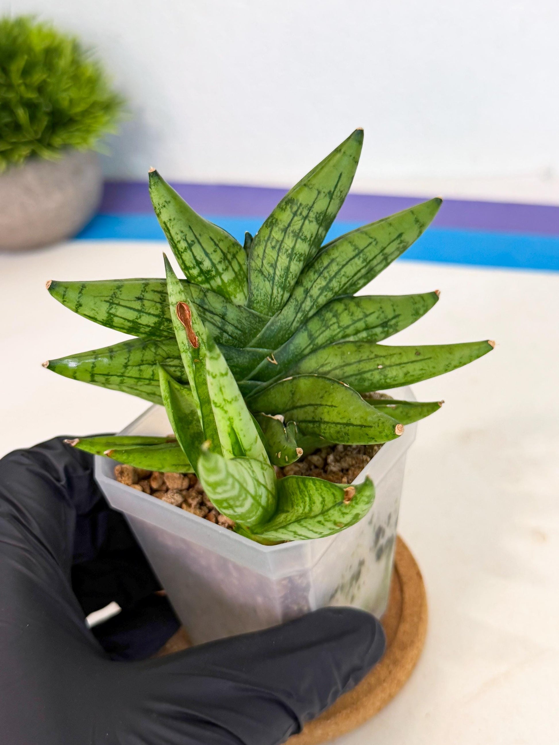 Sansevieria Mini Gold (ca1) (3) | Rare Hybrids