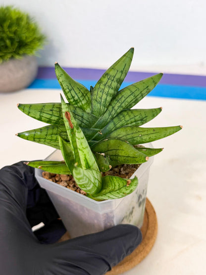 Sansevieria Mini Gold (ca1) (3) | Rare Hybrids