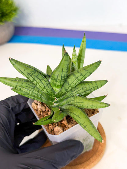 Sansevieria Mini Gold (ca1) (3) | Rare Hybrids