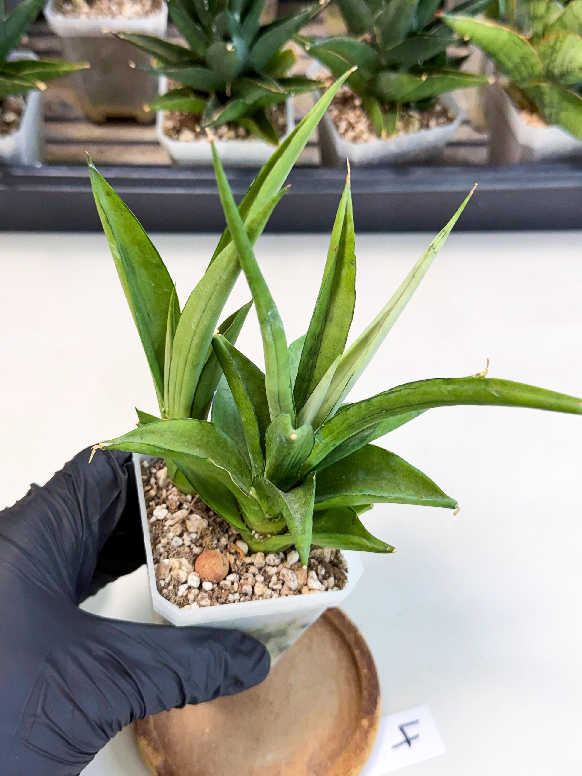 Sansevieria Manee Thewee (ca1) (4) | Imported