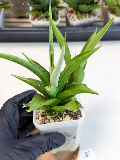 Sansevieria Manee Thewee (ca1) (4) | Imported