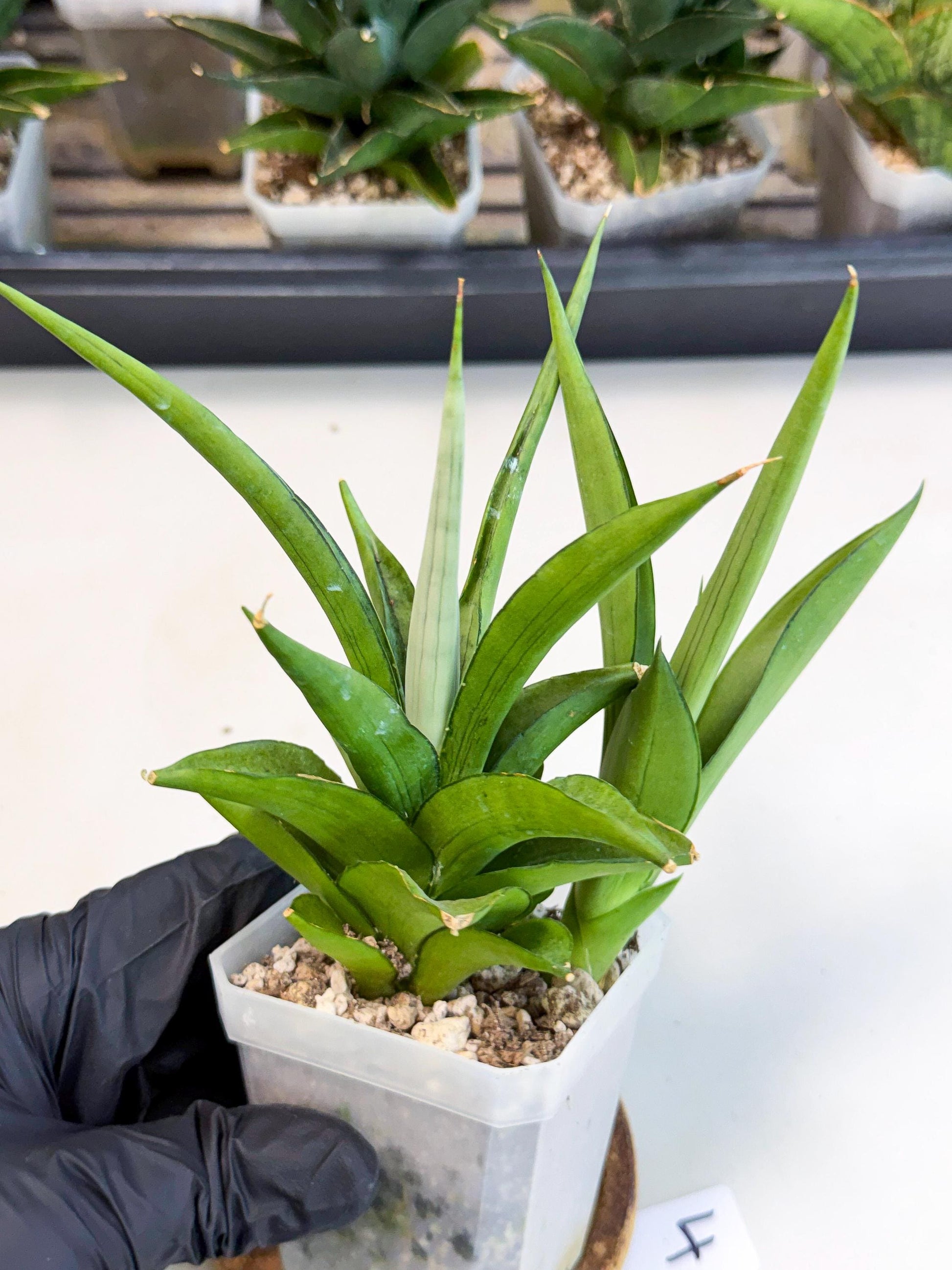 Sansevieria Manee Thewee (ca1) (4) | Imported