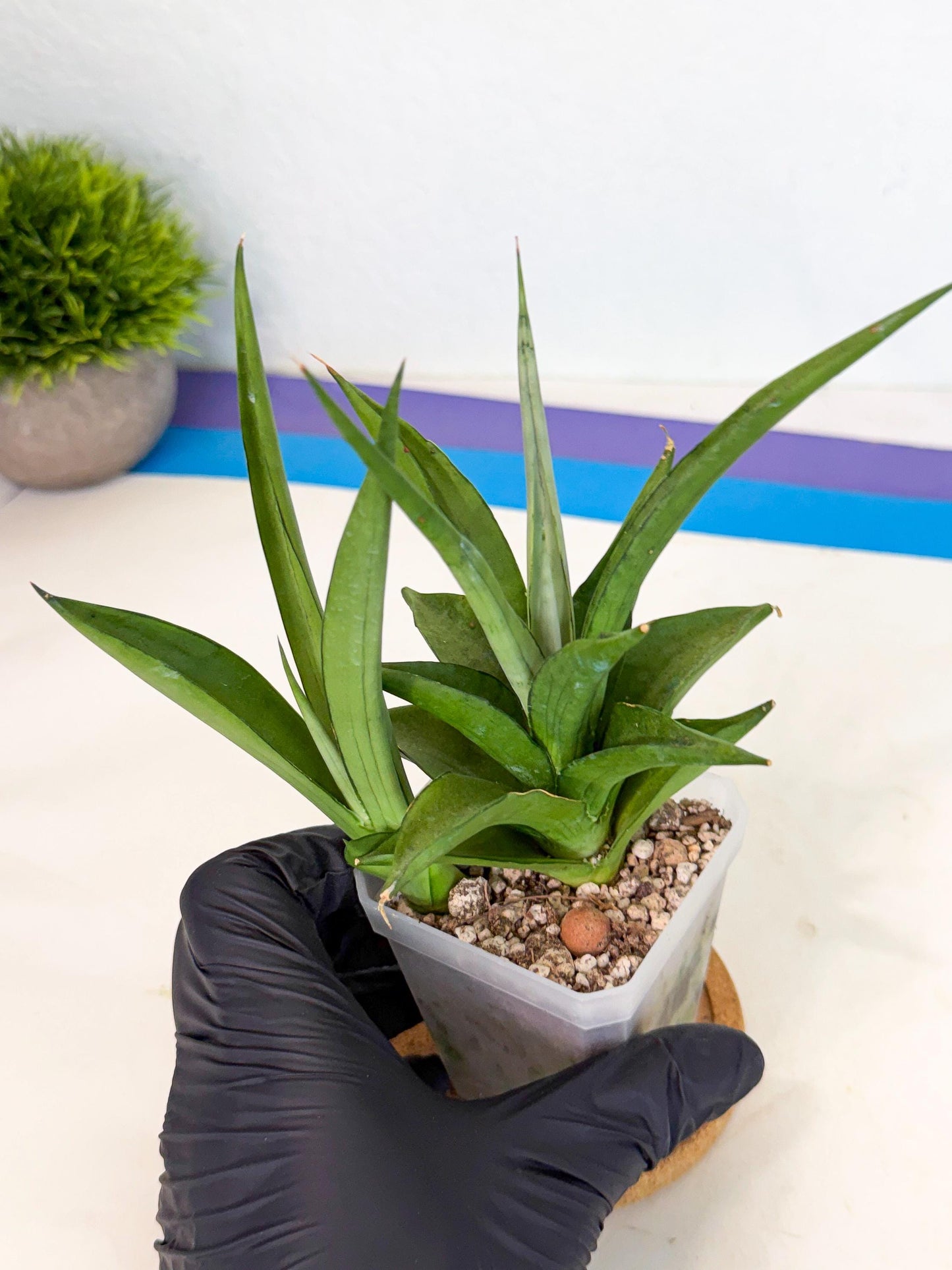 Sansevieria Manee Thewee (ca1) (4) | Imported