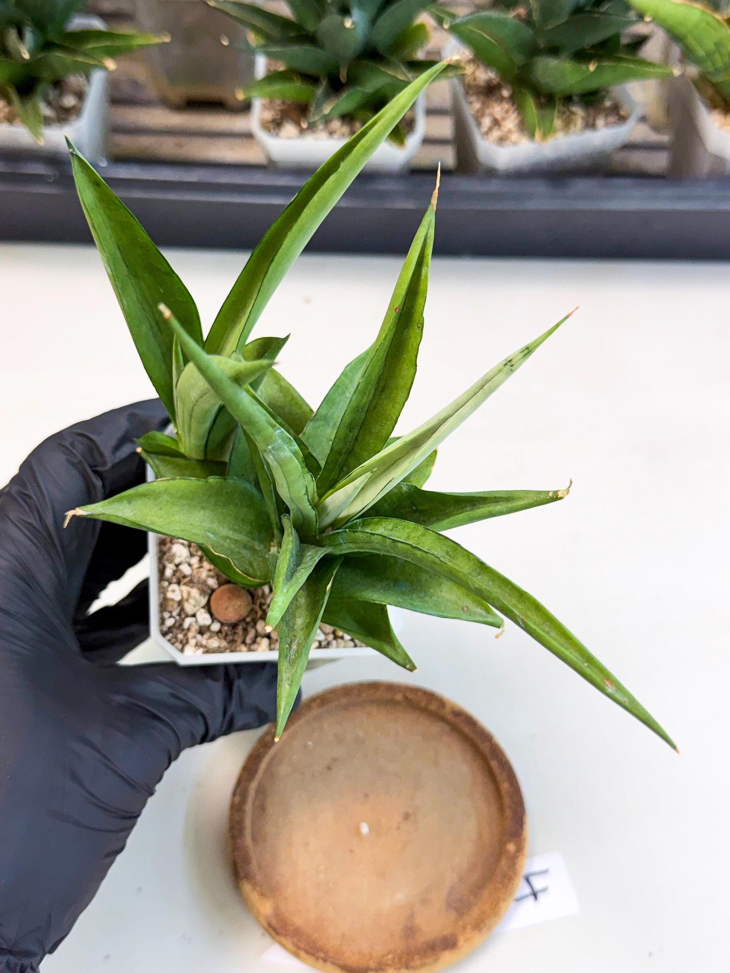 Sansevieria Manee Thewee (ca1) (4) | Imported