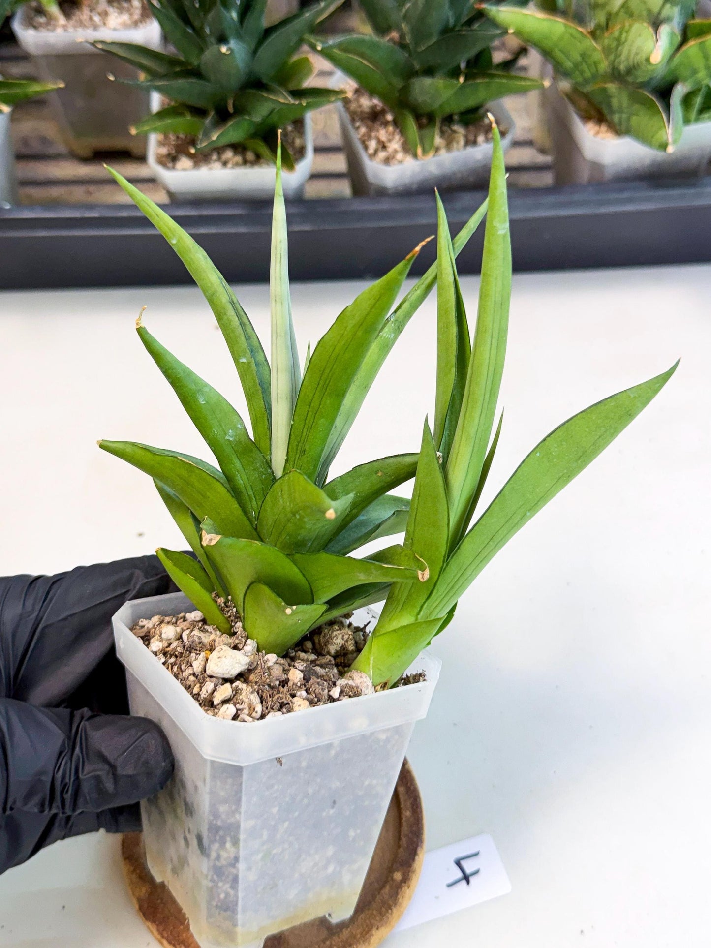 Sansevieria Manee Thewee (ca1) (4) | Imported