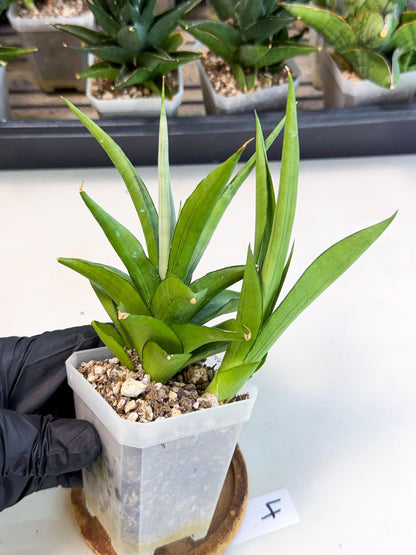 Sansevieria Manee Thewee (ca1) (4) | Imported